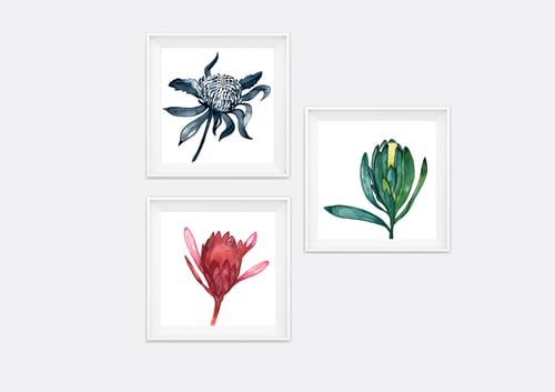 Image of Green Waratah