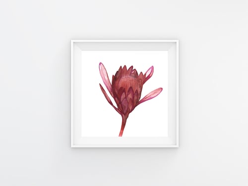 Image of Pink Waratah