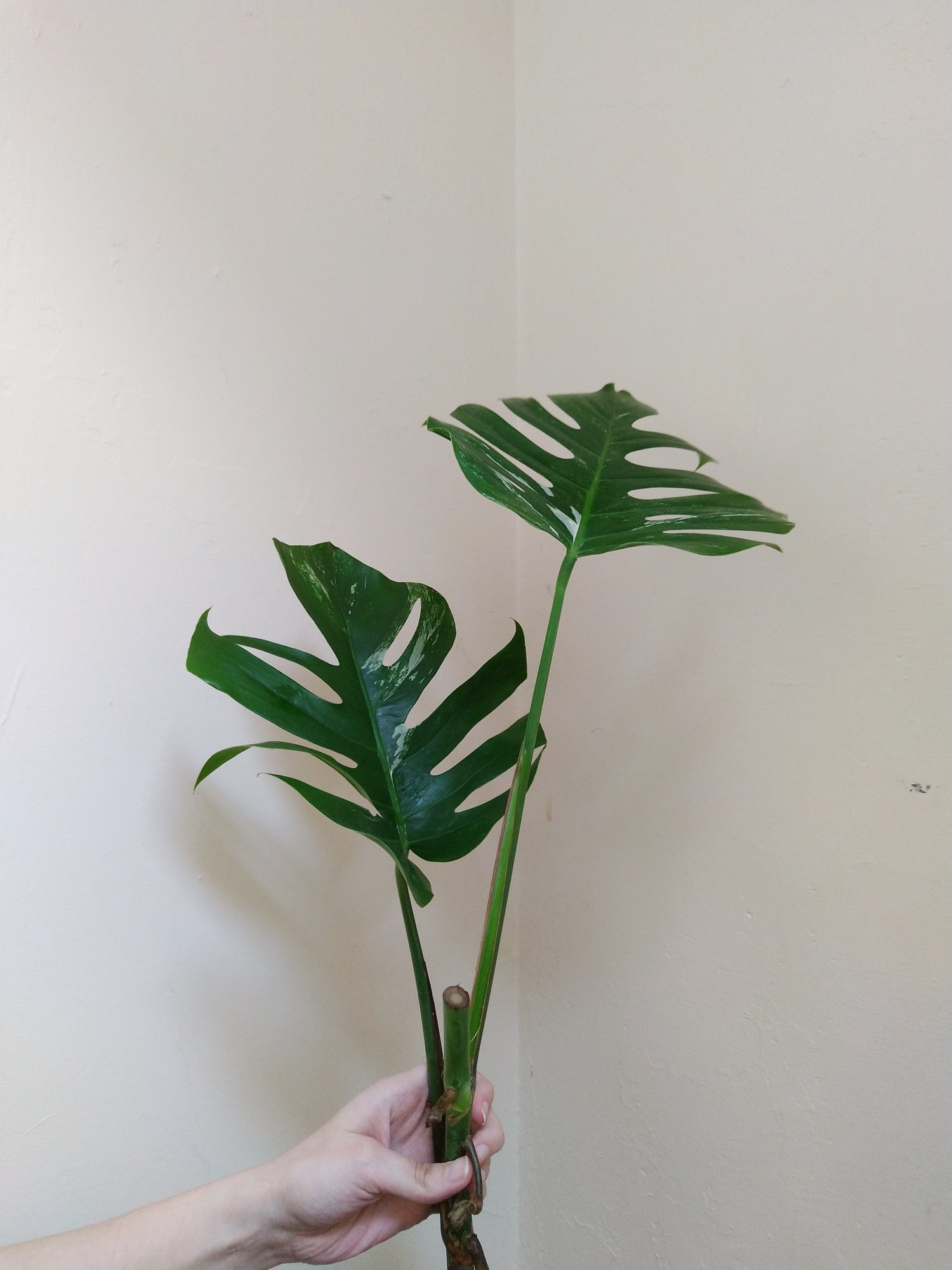 Image of Monstera Deliciosa Borsigiana 'Variegata' - 60-65CM  Rooted