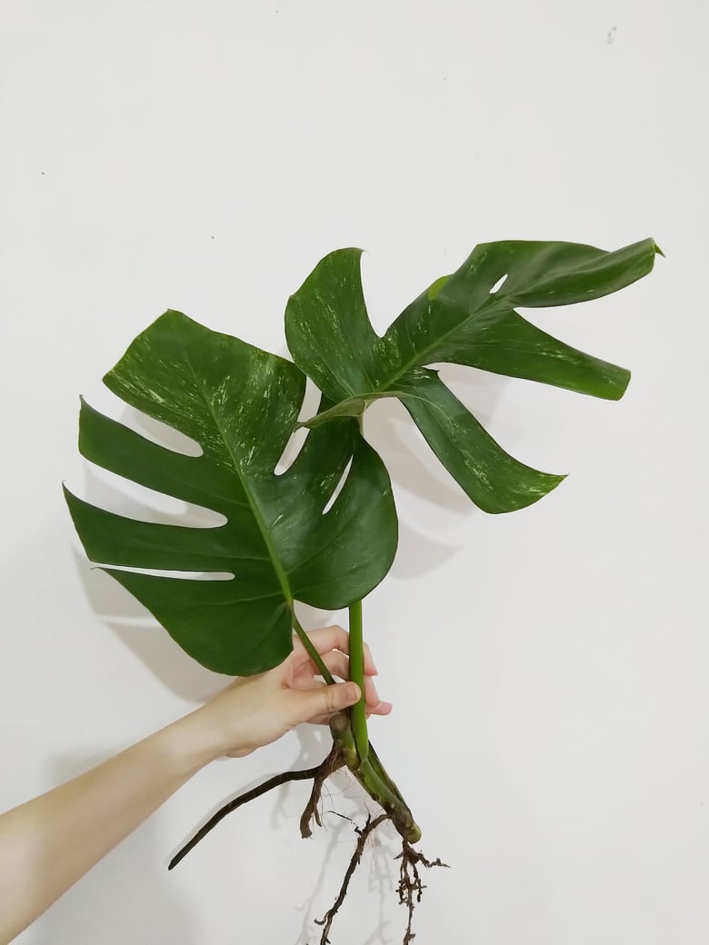 Image of Monstera Deliciosa Borsigiana 'Variegata' - 60-65 CM Rooted