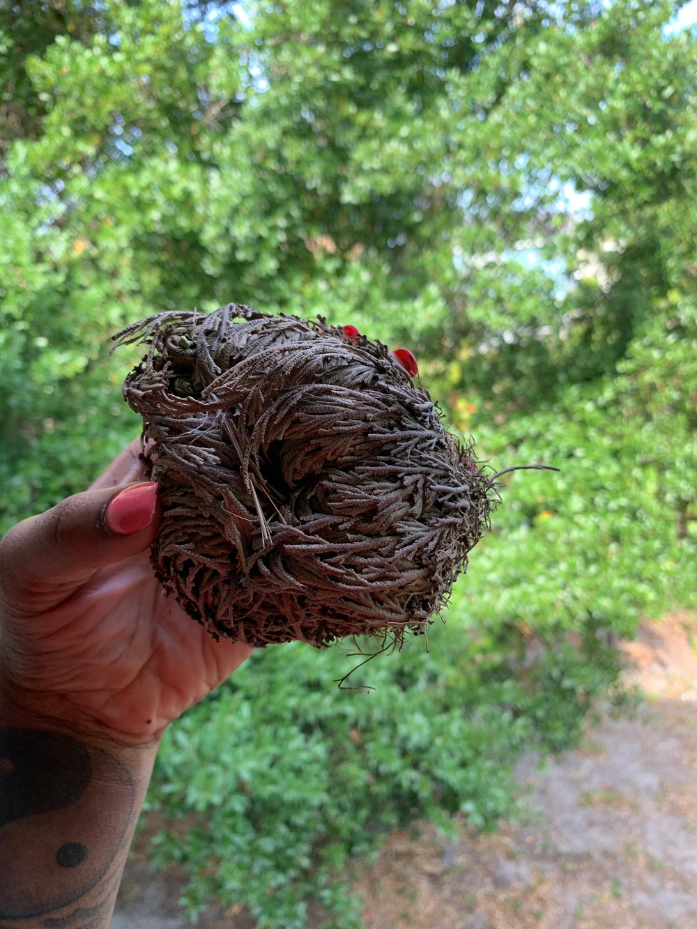 Rose Of Jericho Breezebayou