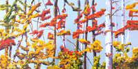 Image 1 of - Colours Abound -