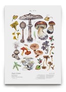 Image of EDIBLE SHROOMS I