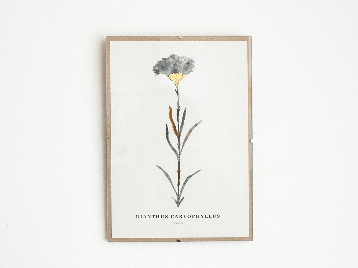 Image of April Carnation - Cravo de Abril