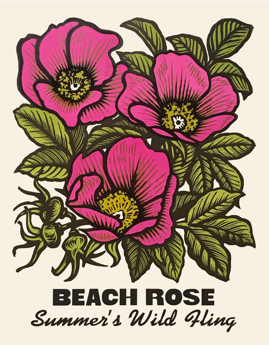 Image of Beach Rose