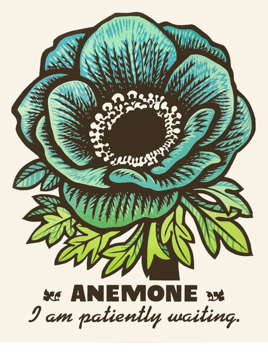 Image of Anemone