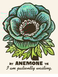 Anemone