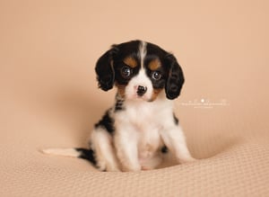 Image of Paw'traiture Fur baby Sessions {from}