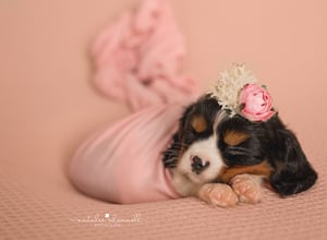 Image of Paw'traiture Fur baby Sessions {from}