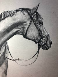 Image 2 of Horse Portrait