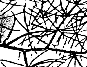 Image of Paul Morrison 'Equisetum', 2017