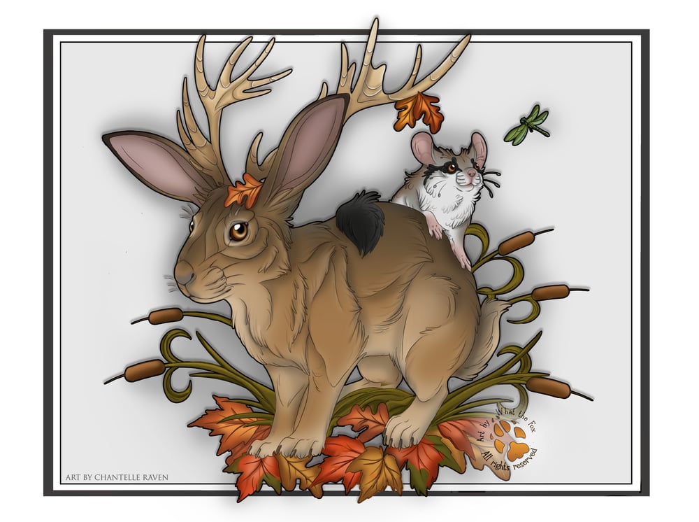 Image of Jackalope
