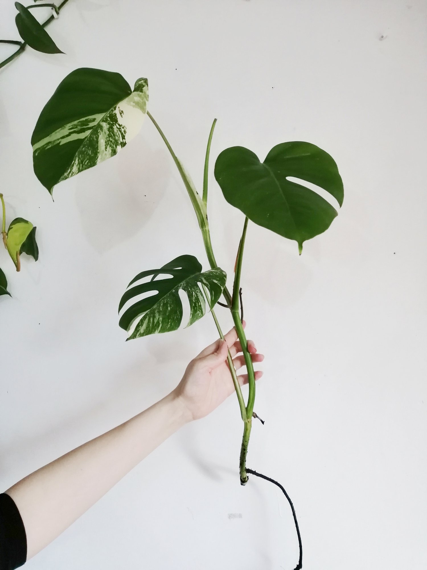 Image of Monstera Deliciosa Borsigiana 'Variegata' - 60-65CM Unrooted