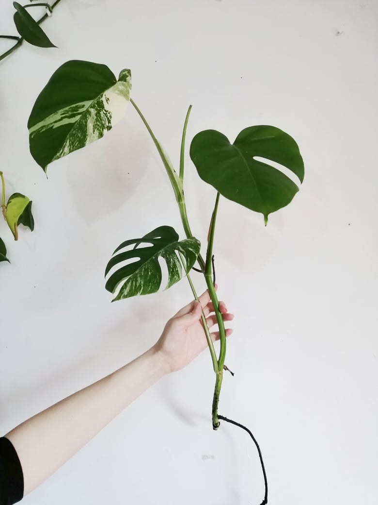 Image of Monstera Deliciosa Borsigiana 'Variegata' - 60-65CM Unrooted