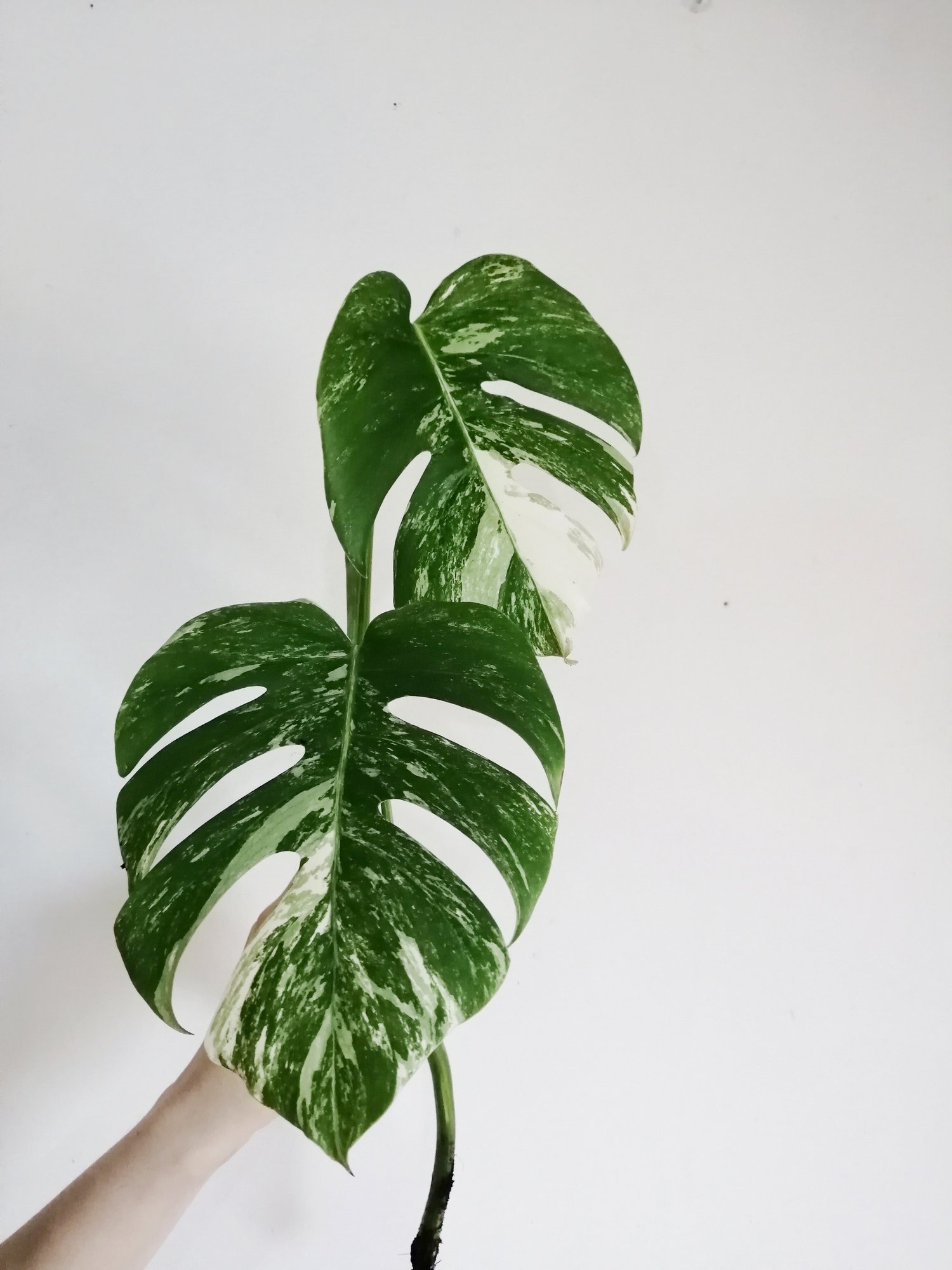 Image of Monstera Deliciosa Borsigiana 'Variegata' - 40-50CM Unrooted