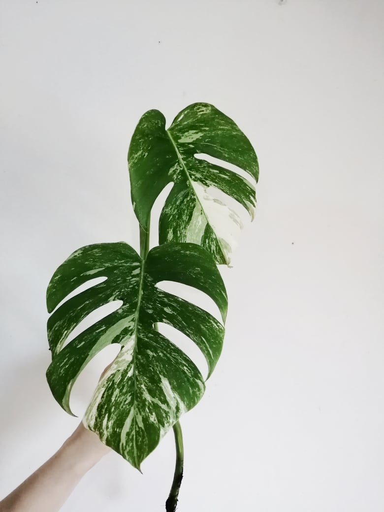 Image of Monstera Deliciosa Borsigiana 'Variegata' - 40-50CM Unrooted