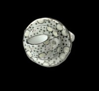 silver spotty large ring