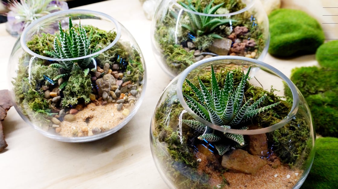 Image of Mini Fishbowl Terrariums (Ready-made or DIY)