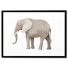 Print: Elephant