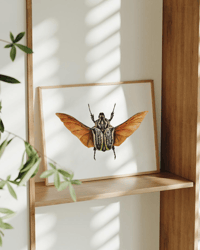 Image 8 of Goliath Beetle Watercolor Illustration PRINT 
