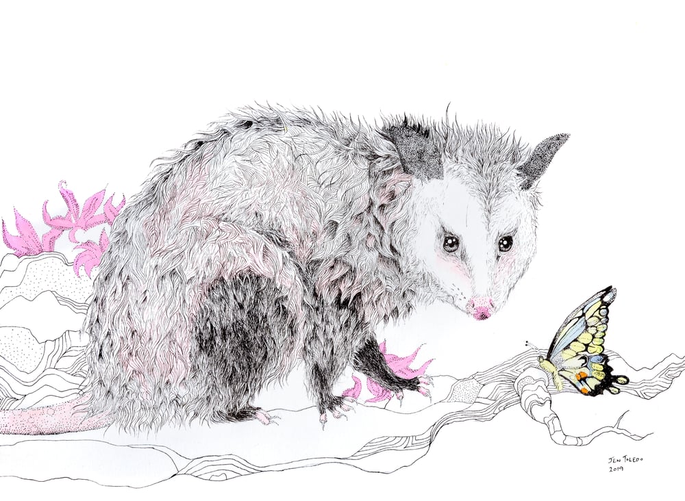 Image of Opossum