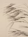 Oat Grass - Original Botanical Monoprint - A4