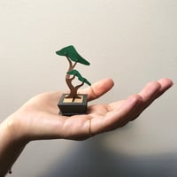 Evergreen - Baby Fig Bonsai