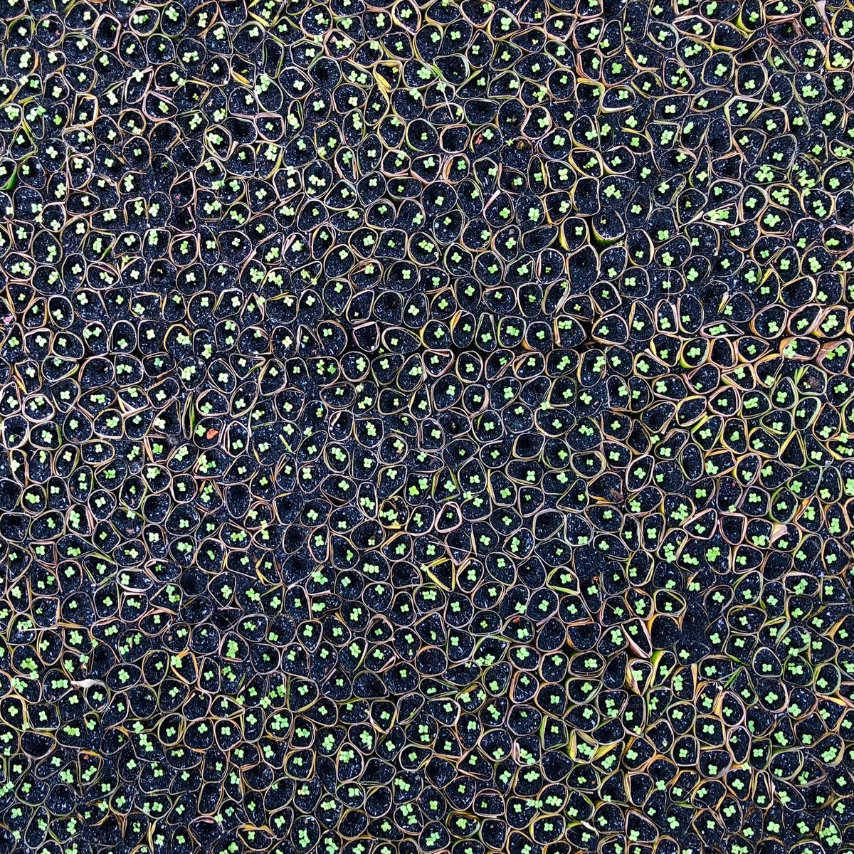 Image of Patterns of Mekong Delta