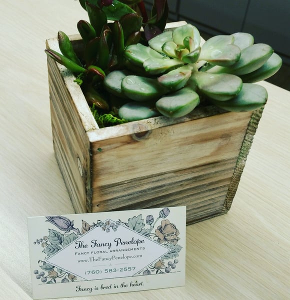 Image of Fancy Succulent Box