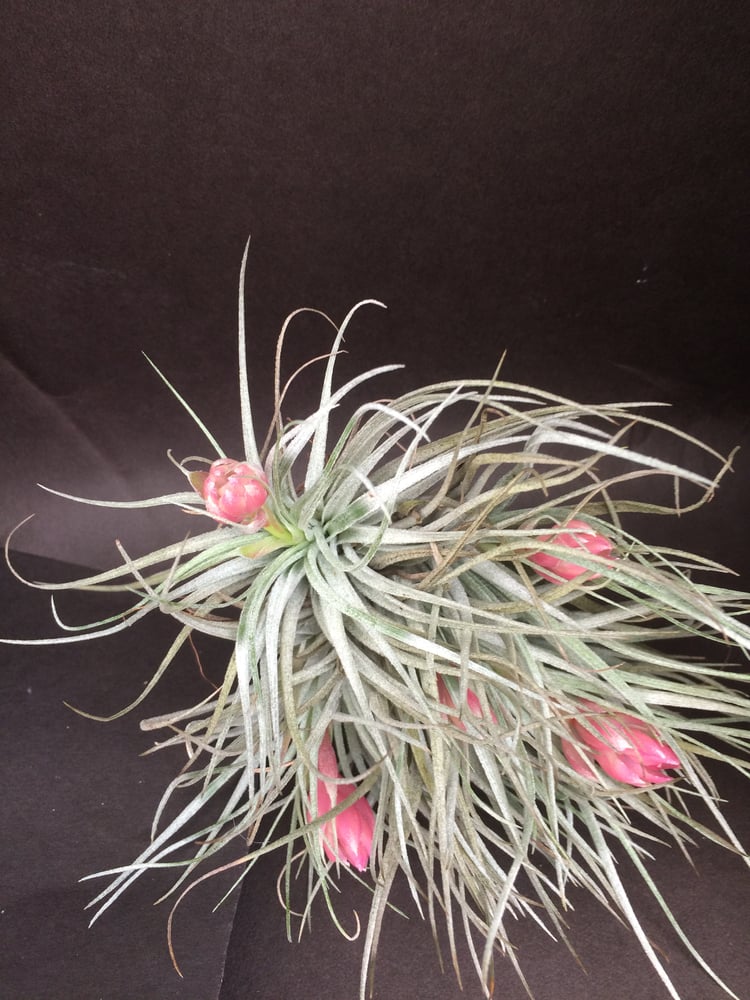 Image of Tillandsia stricta "cotton candy" clump