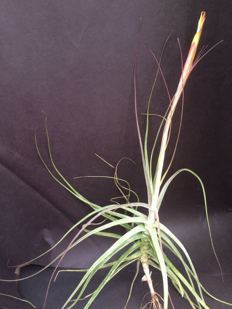 Image of Tillandsia schiedeana