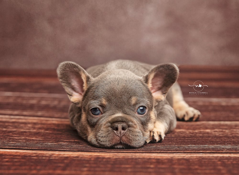 Image of Paw'traiture Fur baby Sessions {from}