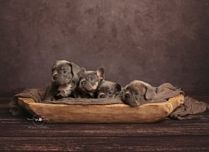 Image of Paw'traiture Fur baby Sessions {from}