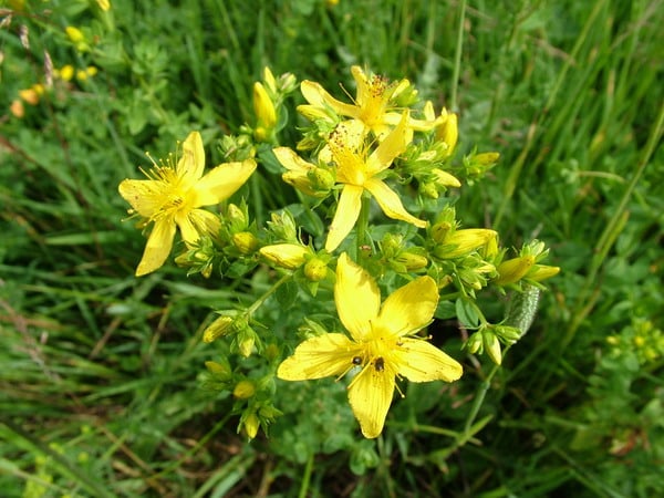 Image of St John's Wort