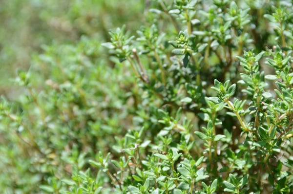 Image of Common Thyme