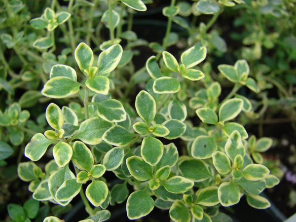 Image of Lemon Thyme