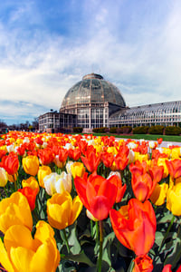 Image 1 of Spring Bloom