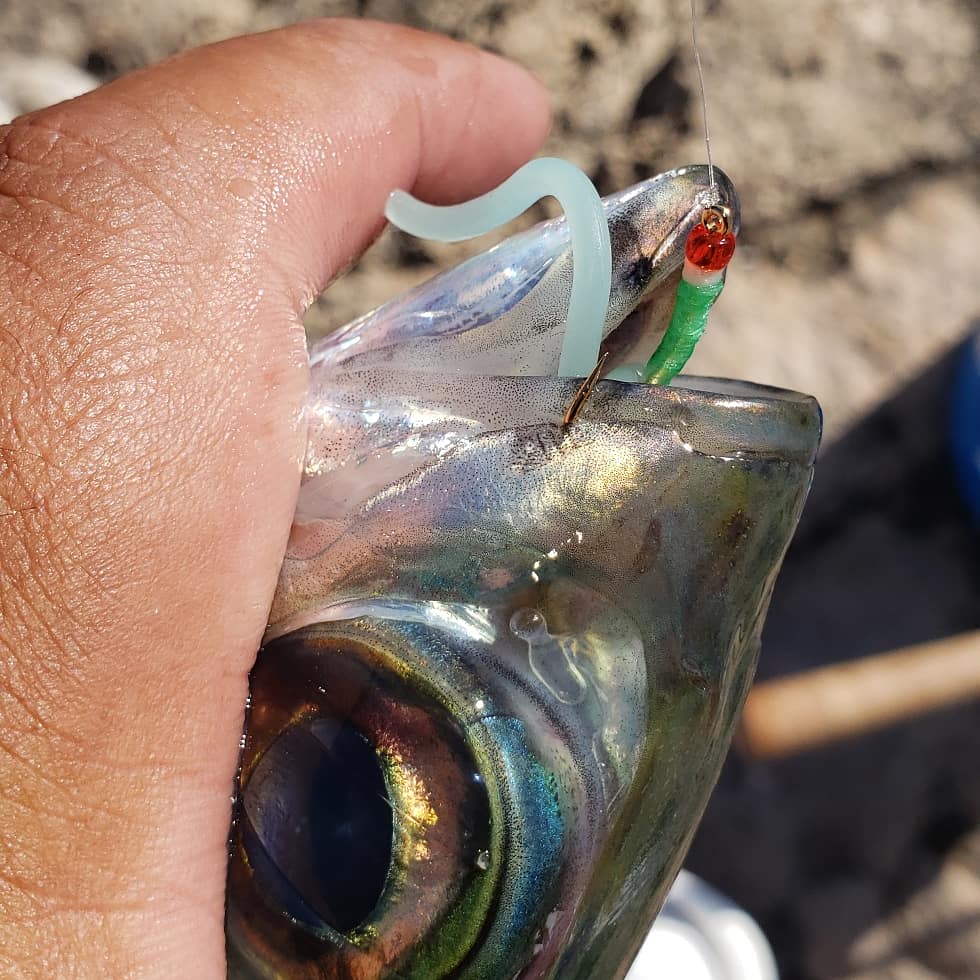 Halalu Wiggles - MADE TO ORDER | Kahakai Flies Halalu Wiggles - MADE TO ORDER | Kahakai Flies