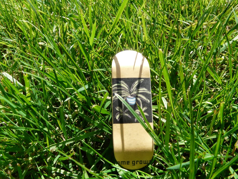 Image of spider plant deck