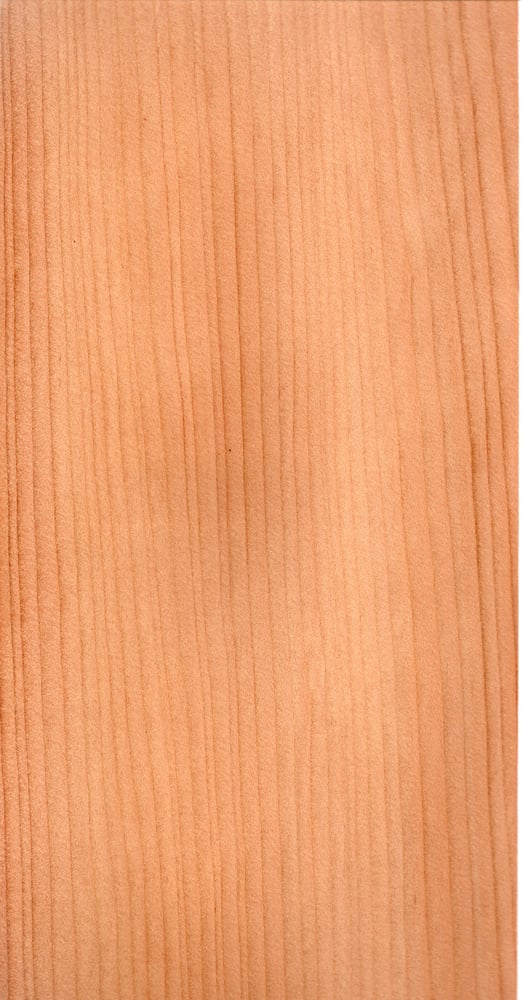 Image of Cedar of Lebanon (30)