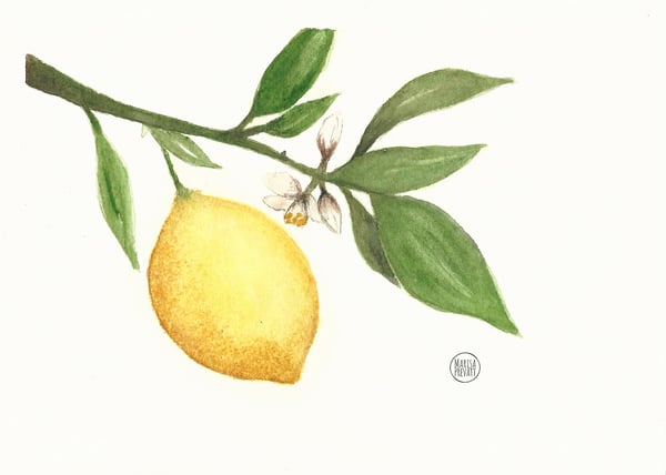 Image of Lemon Branch