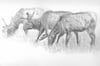 Elk Brothers