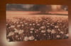 Plains Playmat