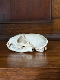 Image 1 of Grey Mongoose 