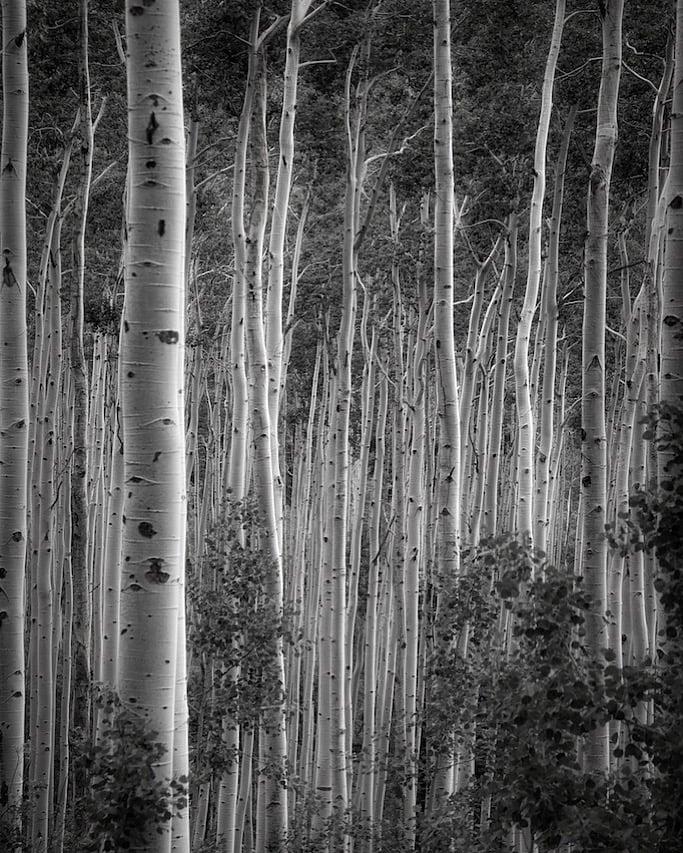 Image of Aspen Vista