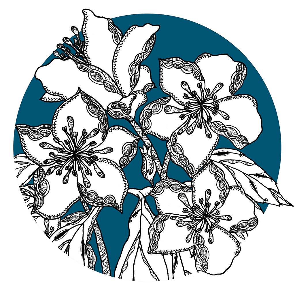 Image of Christmas Rose