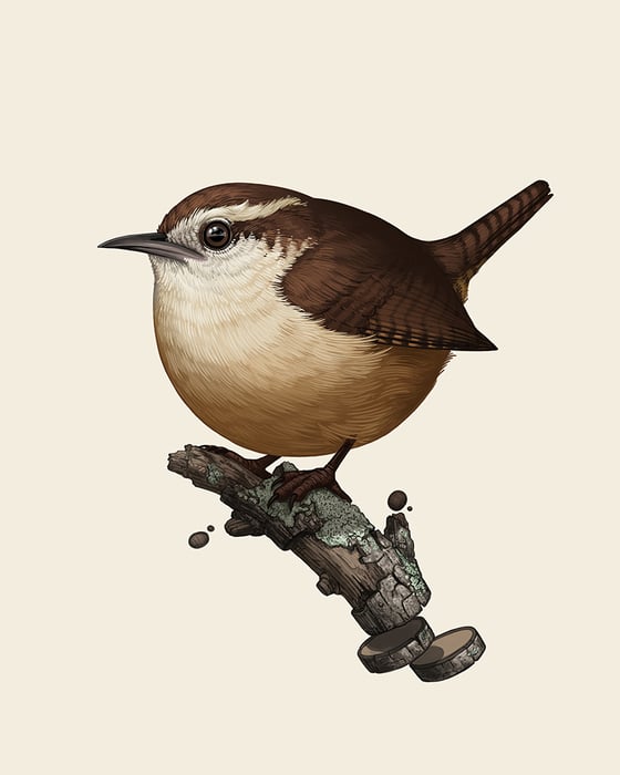 Image of Carolina Wren