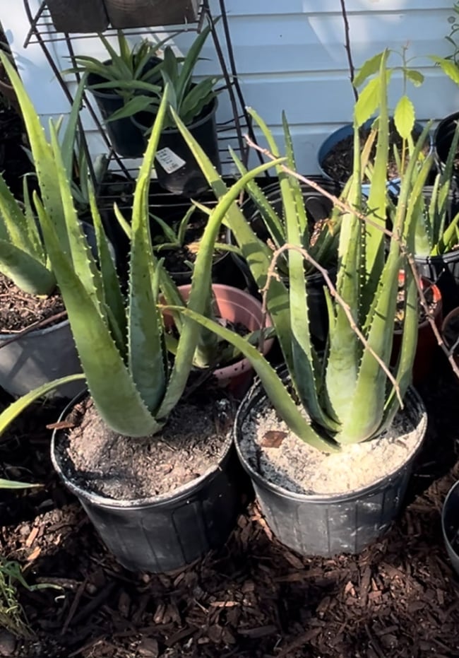 Aloe Vera Plant 2 Pups - Aloe Barbadensis Miller