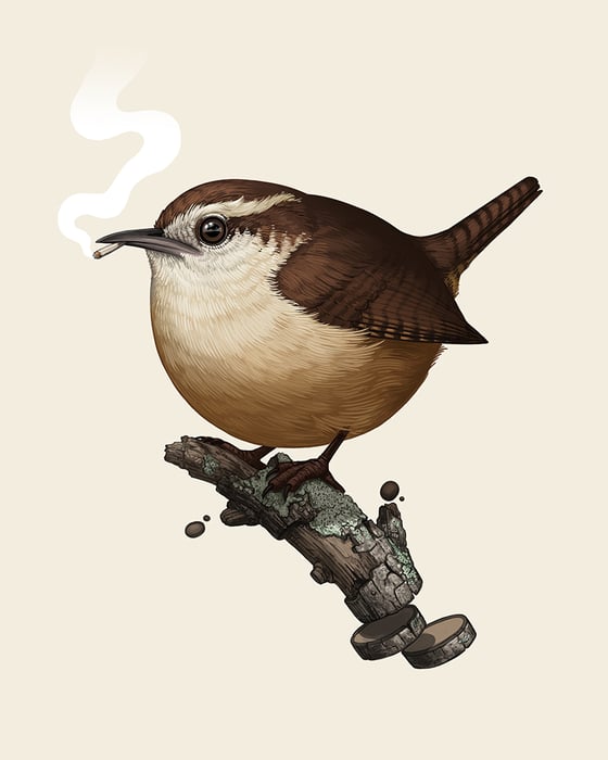 Image of Carolina Wren (variant)