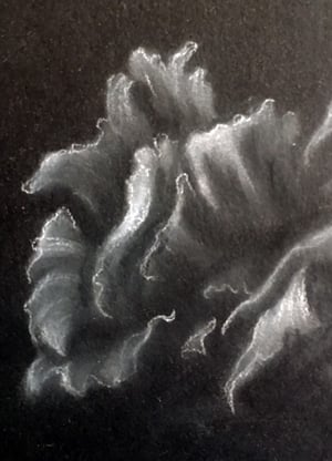 Image of Skull with Roses Study